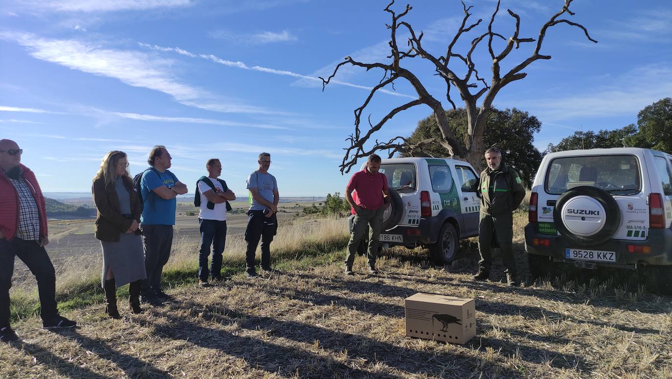 Mucientes liberará dos ejemplares de búho real mañana domingo