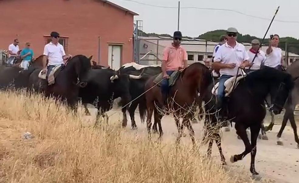 Peñafiel recupera la trashumancia de reses en las fiestas de San Roque