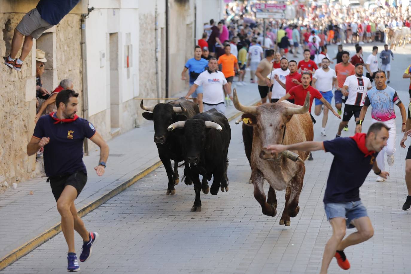 El primer encierro de las fiestas de Peñafiel, en imágenes