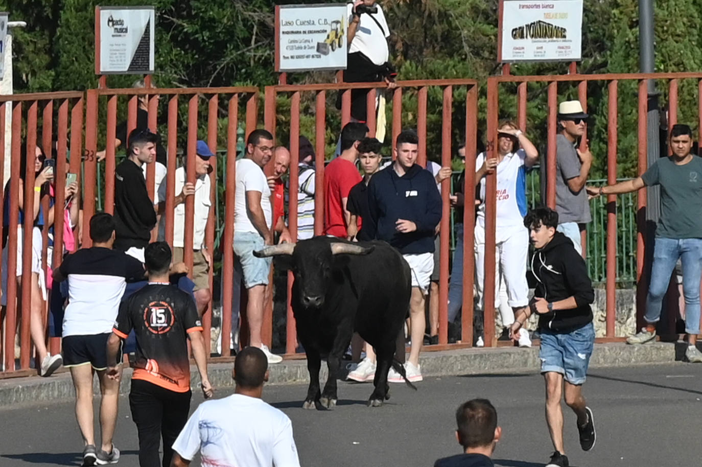 El Toro del Alba vuelve a las calles de Tudela de Duero