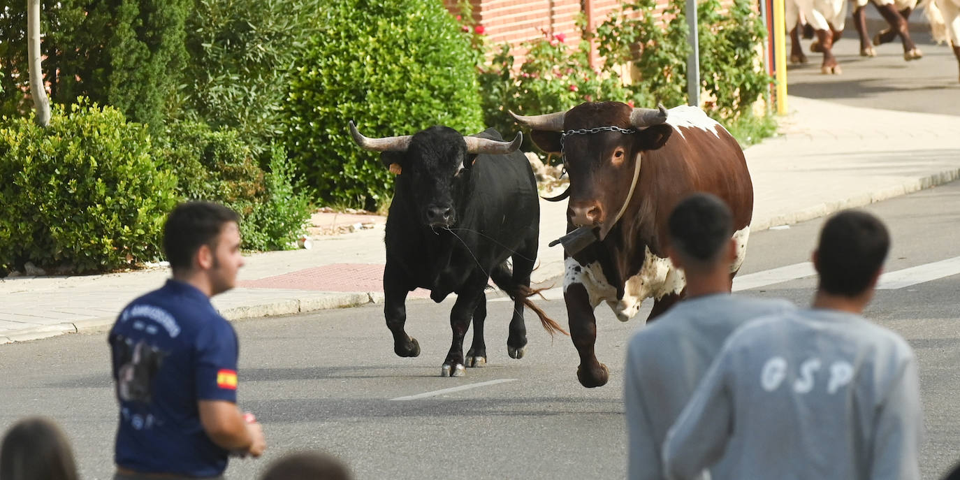 Toro de San Roque en Tudela de Duero