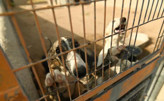 «Muchos adoptaron animales de los refugios, pero tras el confinamiento los abandonaron»