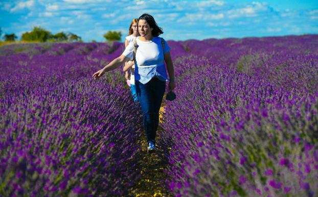 La lavanda vive su primera crisis de crecimiento en Castilla y León