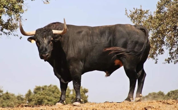 'Manjar', procedente de la ganadería Albarreal, será el Toro de la Vega 2022