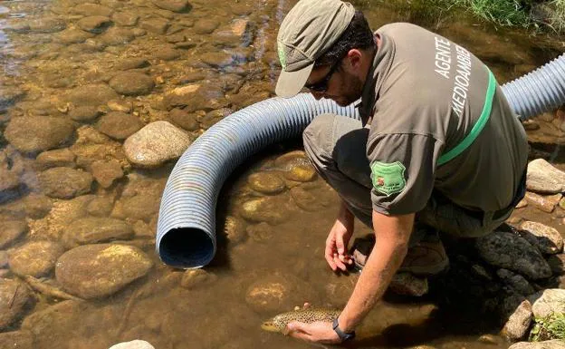 Rescatan peces en los cauces del Cega ante la escasez de lluvias y las altas temperaturas