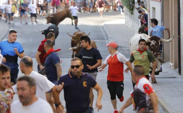 Peñafiel celebra el segundo encierro de sus Fiestas de Nuestra Señora y San Roque