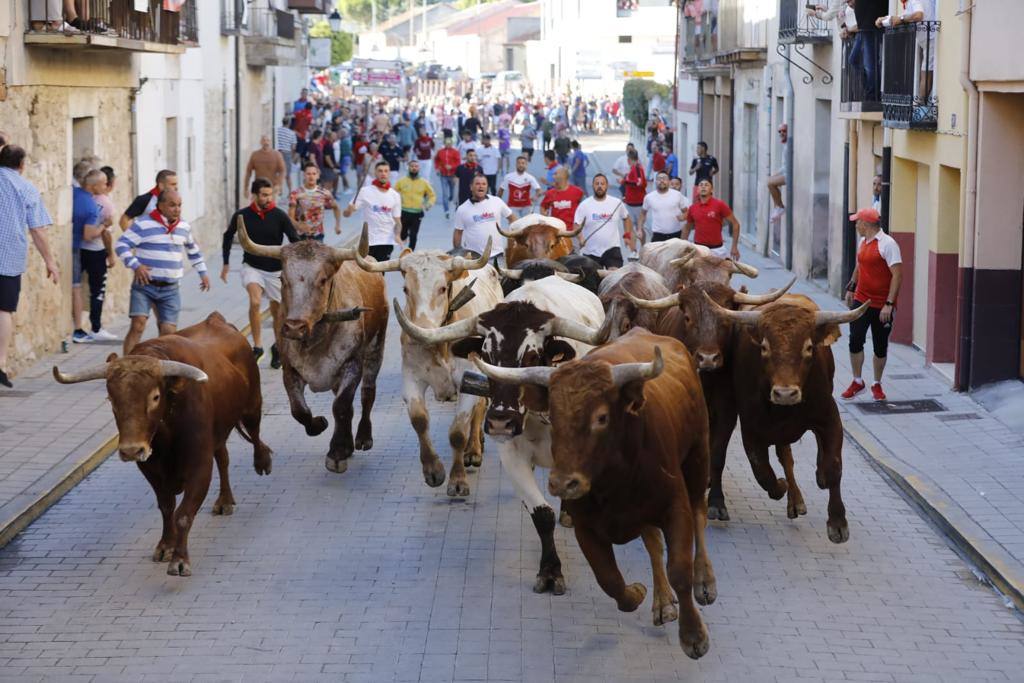 El tercer encierro de las fiestas de Peñafiel, en imágenes