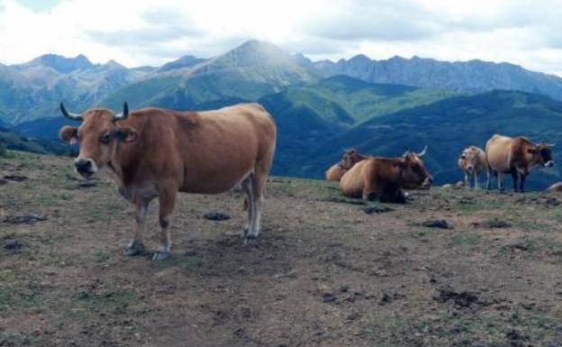 Asturias dará de beber al ganado con helicópteros