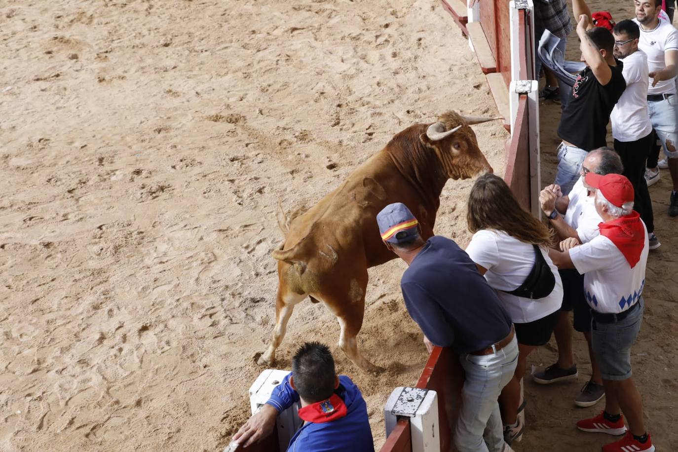 Cuarto y último encierro de las fiestas de Peñafiel