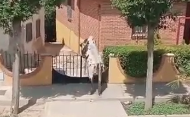 Un buey salta en dos ocasiones al interior de la misma vivienda