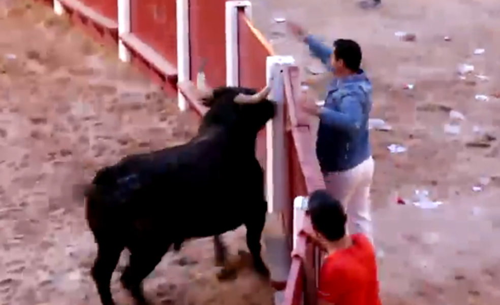 Un toro salta la plaza en la capea de Peñafiel