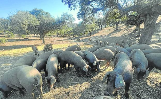 Productores y veterinarios piden que no se baje la guardia ante la Peste Porcina Africana