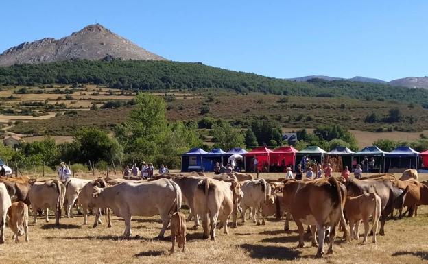 La Pernía recupera su tradicional feria de ganado