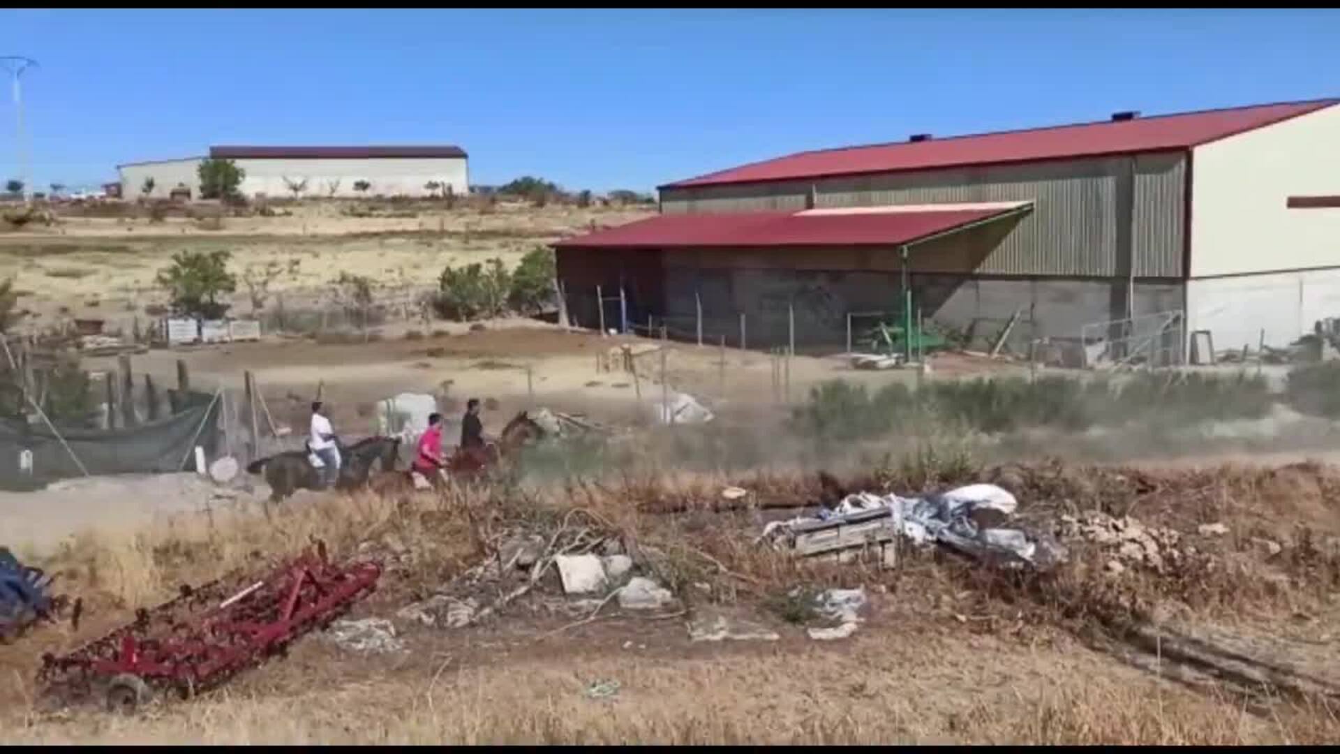 Torrelobatón recupera su tradicional encierro por el campo