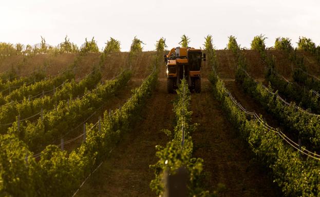 Ribera del Duero prevé que esta será una de las vendimias más largas de su historia