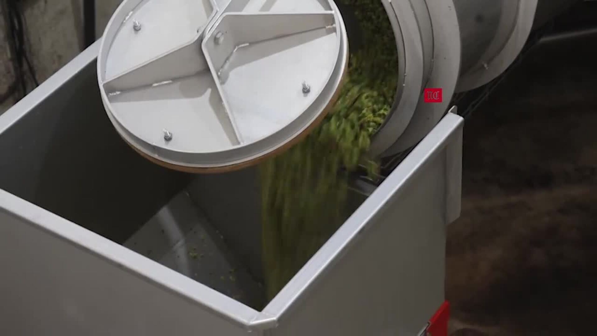 La vendimia comenzará antes en Rueda por culpa de la sequía