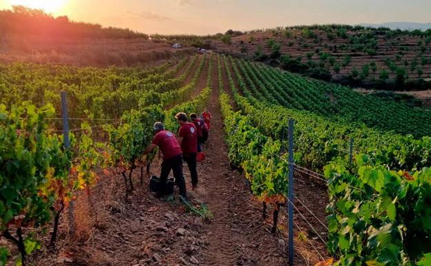 La escasez de lluvias adelanta el inicio de la vendimia en la DOP Sierra de Salamanca