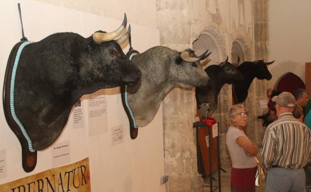 La peña El Encierro de Cuéllar muestra diversos trabajos de taxidermia taurina