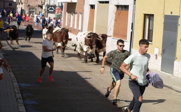 Los toros, por partida triple, protagonizan la jornada festiva de Pedrajas de San Esteban