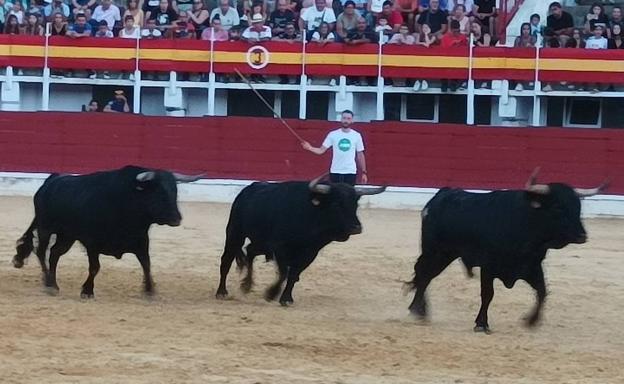 Medina del Campo presenta los novillos que serán corridos en San Antolín