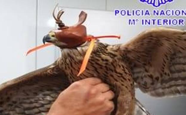 Recuperan un azor que impactó contra la cristalera del centro de salud de Medina del Campo