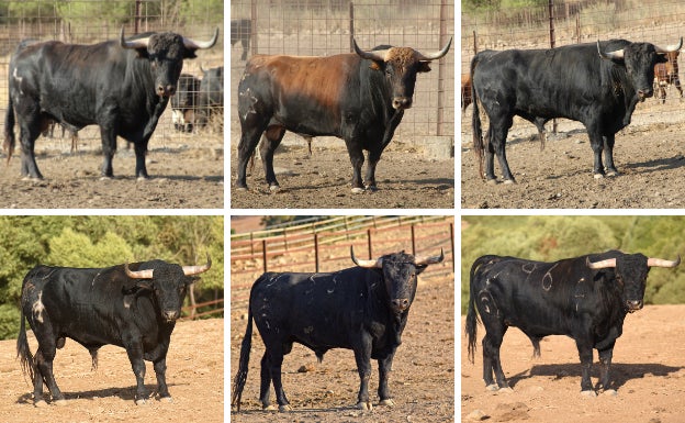 Los 15 mejores especialistas se juegan la corona del Corte Puro este domingo en Valladolid