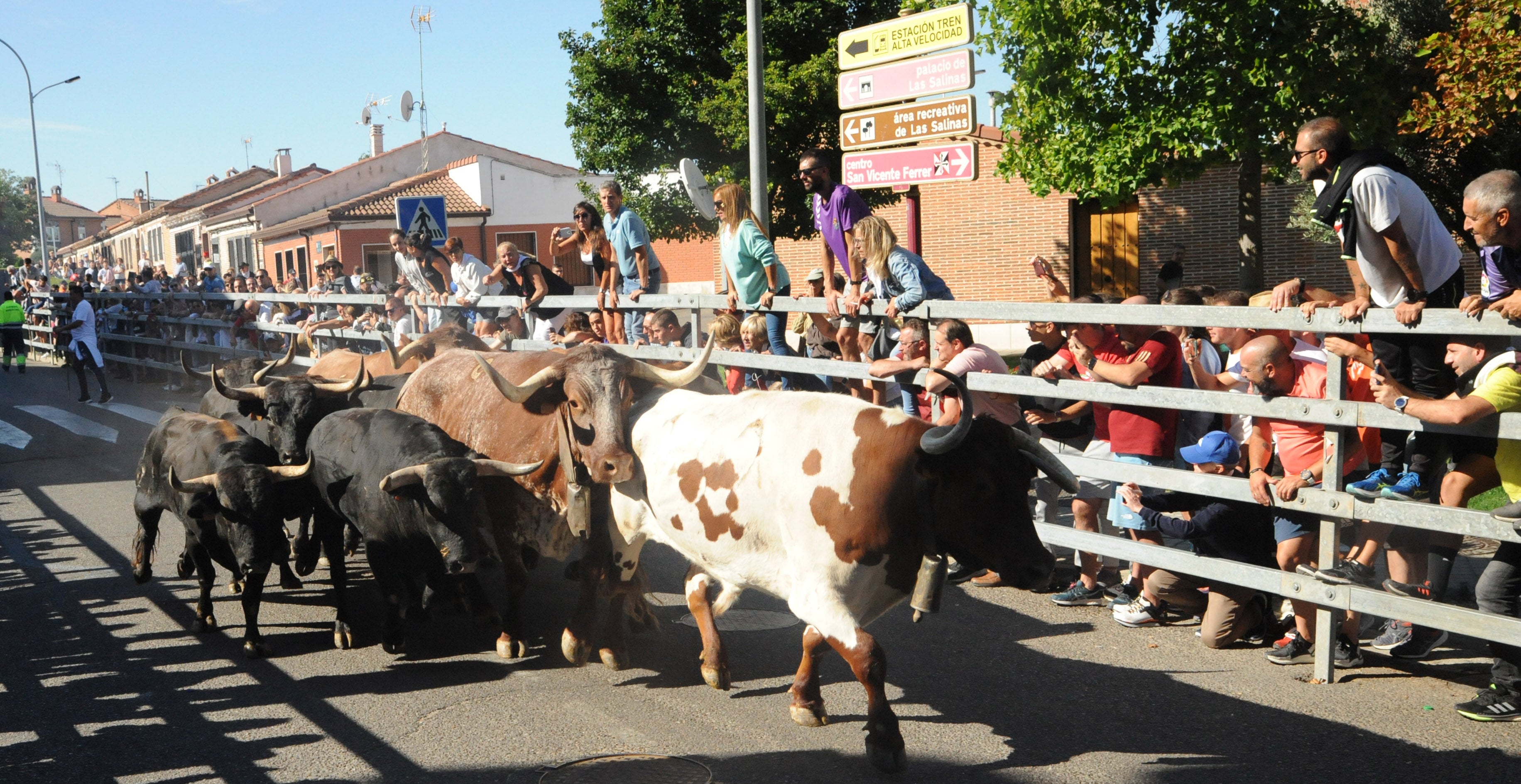 Primer encierro de las Fiestas de Medina del Campo