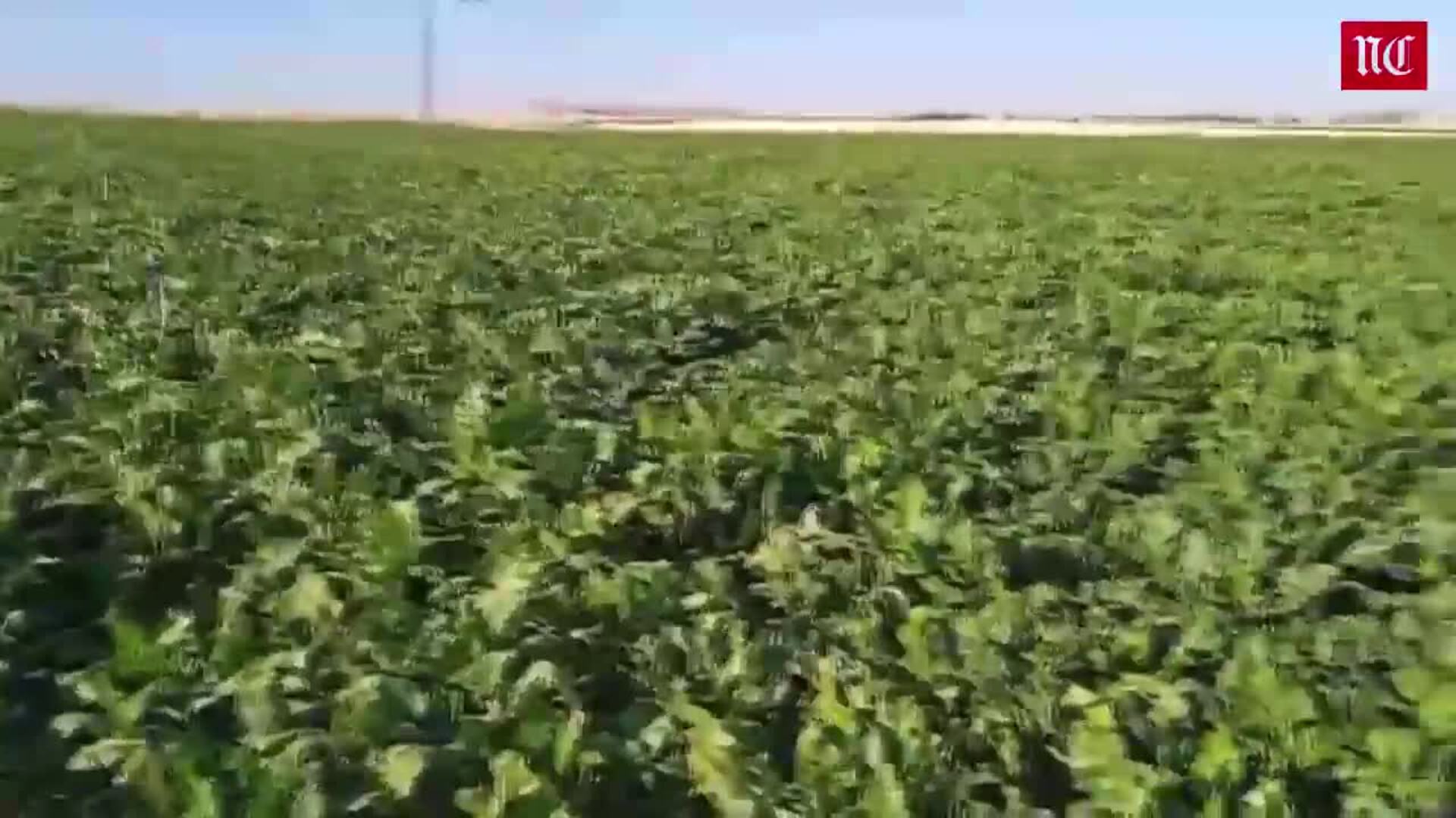 El tiempo de la semana del 5 al 11 de septiembre en el campo: estabilidad en un periodo clave para la remolacha