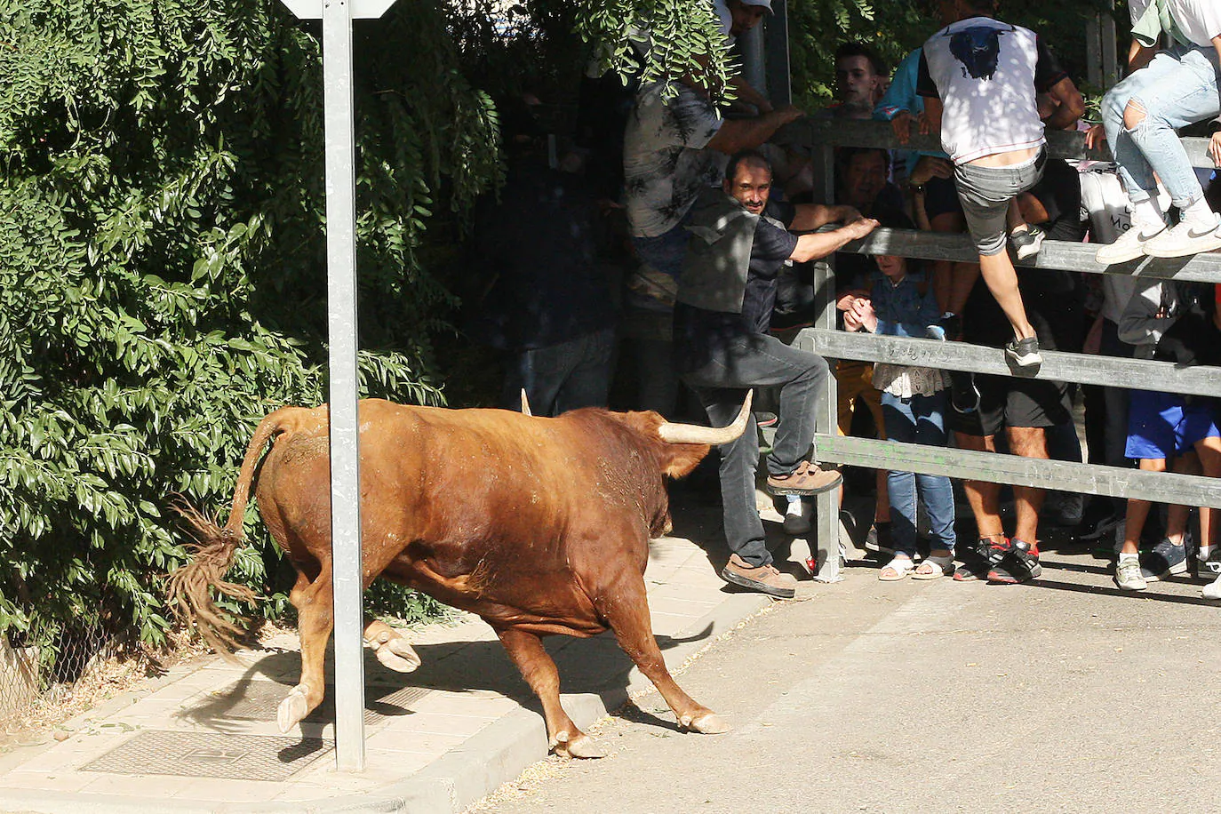 Fotos: Secuencia de la cogida en el segundo encierro de Medina del Campo |  El Norte de Castilla