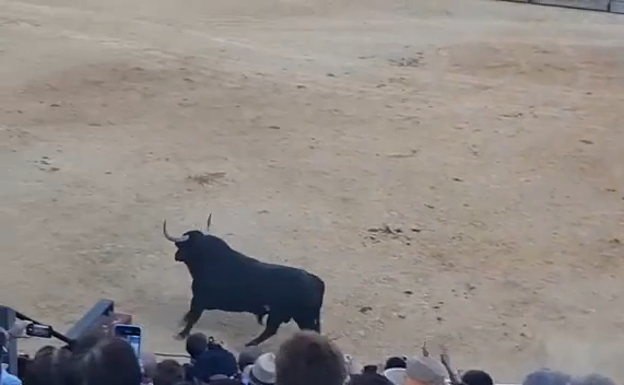 El Toro de la Vega, 'Manjar', se presenta en Tordesillas