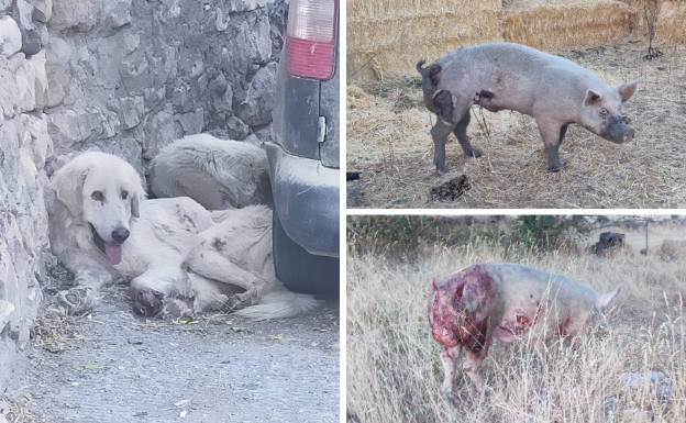 Una manada de mastines ataca a un cerdo vivo en Santiuste de Pedraza