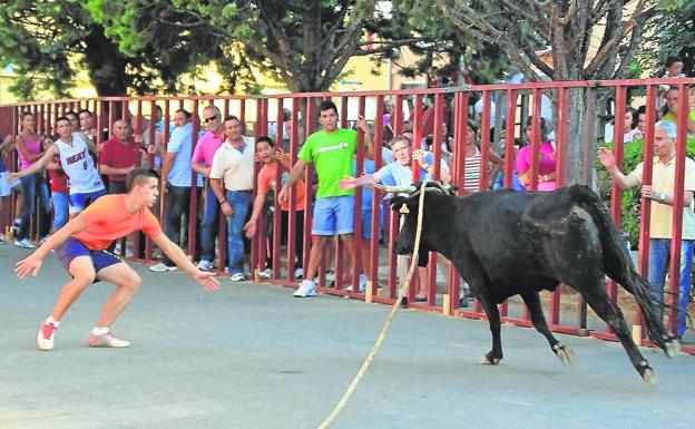 Villafrechós vuelve a vivir su tradicional vaca enmaromada