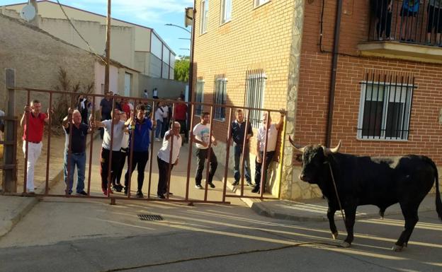 El toro enmaromado reúne a cientos de aficionados en Villafrechós