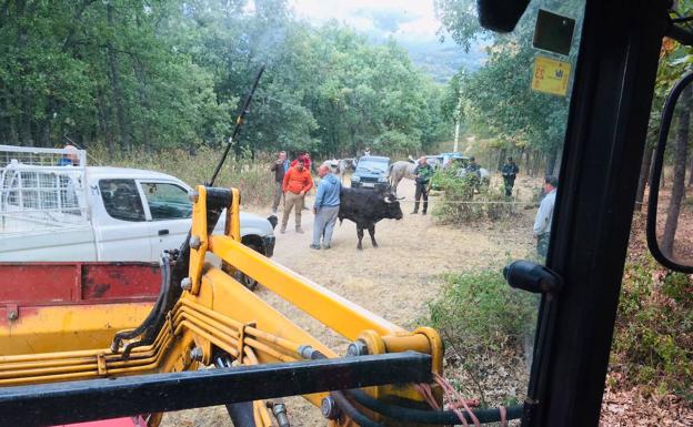 Encuentran tras tres días de búsqueda al toro escapado en Valsaín