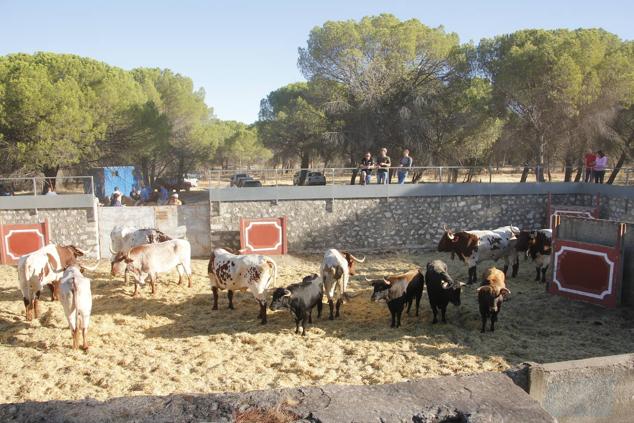 Encierro mixto campo a través en las fiestas patronales de Portillo