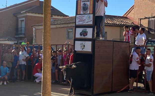 Miles de personas asisten en Villafrechós al II Toro Enmaromado de Cajón