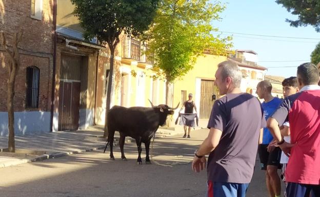 Villafrechós pone fin a las fiestas con la última vaca enmaromada