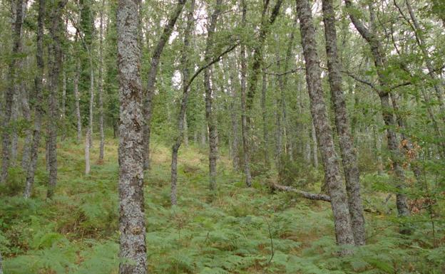 España, el país de Europa que más incrementa la masa forestal