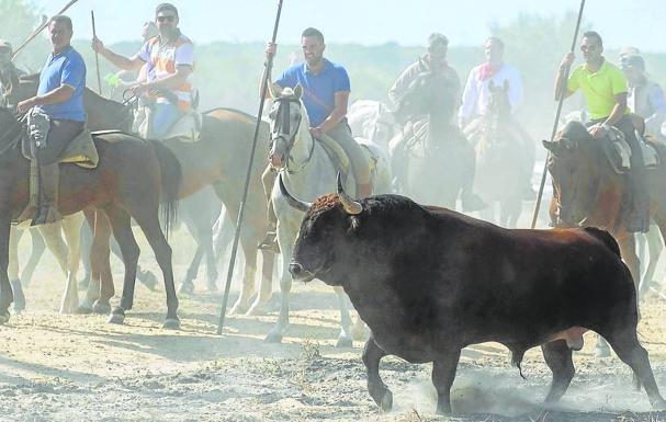 Tordesillas prepara un encierro por el campo en lugar del torneo del Toro de la Vega