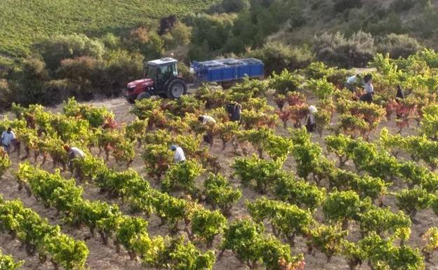 Almudena Alberca afronta una vendimia con uva más pequeña pero una óptima madurez fenólica