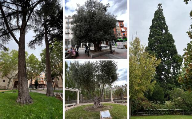 Qué ver en Valladolid: árboles singulares de la ciudad