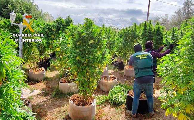 Detenida una persona en Villacarralón tras incautarle 17 plantas de marihuana