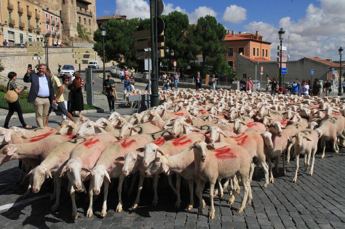 El Hay Festival llena el Azoguejo de ovejas