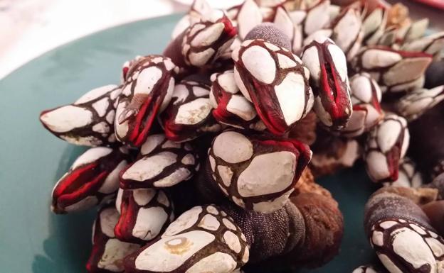 Percebes, las sabrosas garras de las rocas