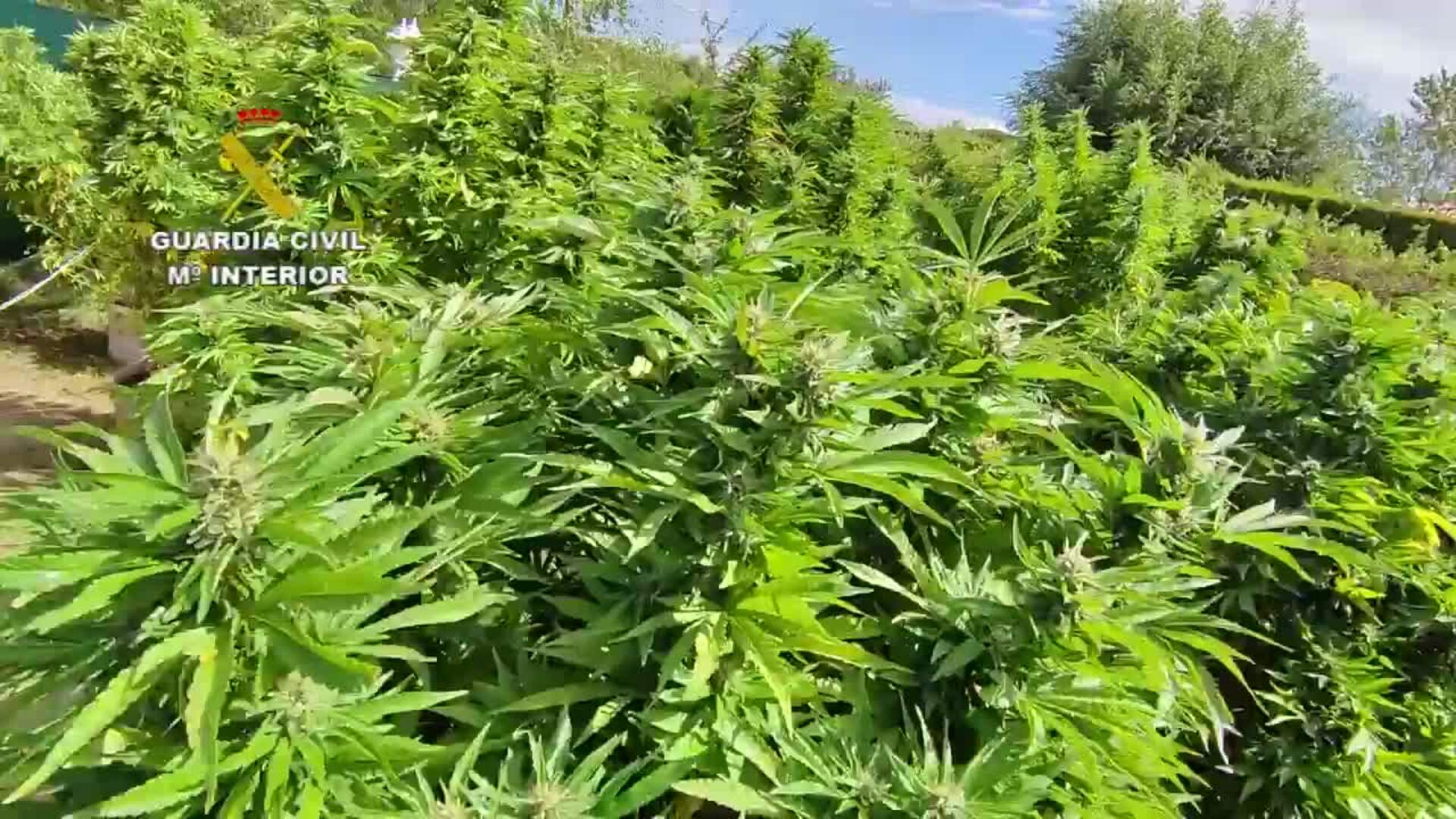 Detenido con 95 plantas de marihuana de gran envergadura en Traspinedo (Valladolid)