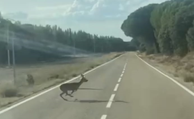 Aumentan un 37% los accidentes con fauna salvaje en las carreteras de Valladolid