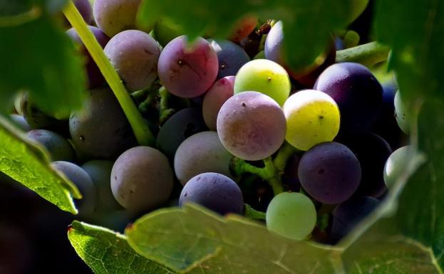 El seductor cambio de color de las uvas