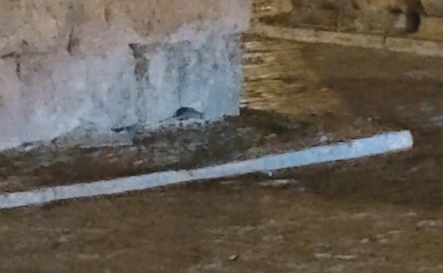 Un rata se pasea por el Acueducto