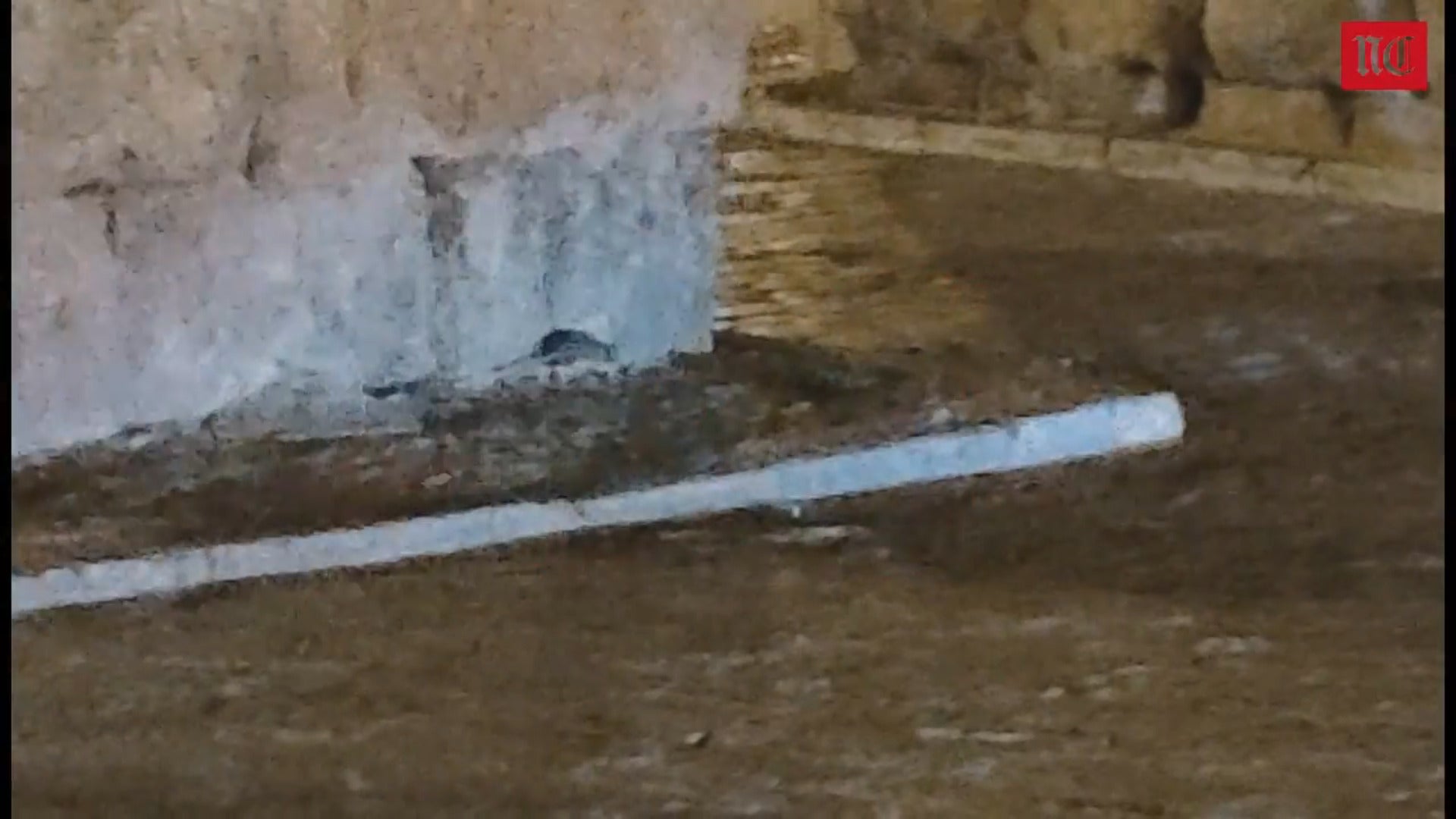 Una rata se pasea por el acueducto de Segovia