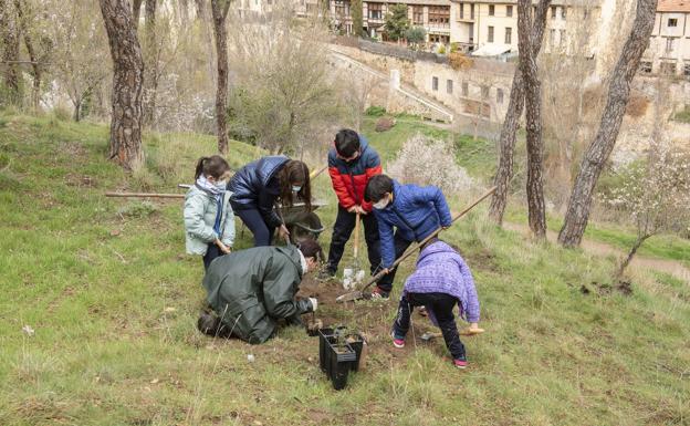 El cambio climático abre paso a la plantación de nuevas especies en la ciudad